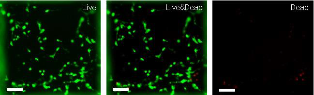 Fish GelMA Hydrogel 생체재료를 이용한 마이크로패턴 형성 및 세포 cytotoxicity test.