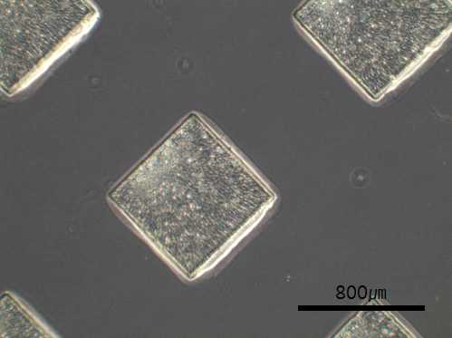 HSA-MA의 광가교를 통한생체 적합성 Hydrogel 생체재료의 마이크로 패턴 형성.