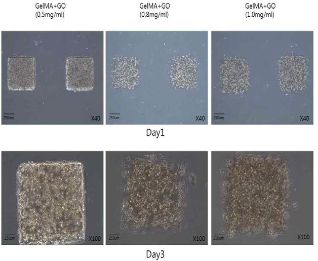 Gelatin Methacrylate-Graphene Oxide 융합형 생체재료를이용한 마이크로패턴 형성 및 세포 adhesion test.