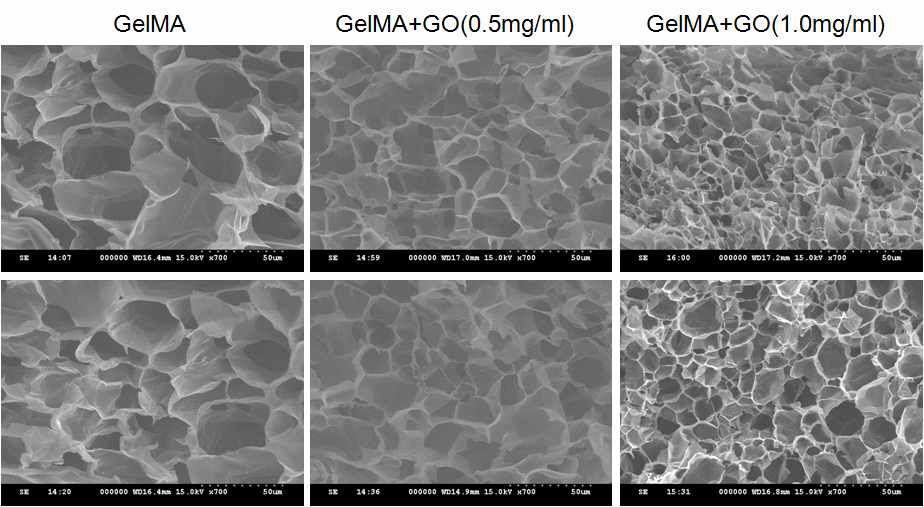 scanning electron microscopy(SEM) 분석을 통한 Gelatin Methacrylate-Graphene Oxide 융합형 생체재료에 대한 내부 구조 분석.