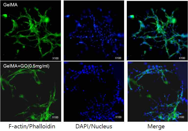 Immunostaining 분석을 통한 Gelatin Methacrylate-Graphene Oxide 융합형 생체재료 상에서 배양된 세포에 대한 반응성 분석.