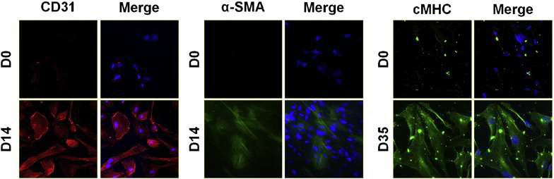 심근전구세포의 내피세포, 심근세포, 평활근세포로의 분화 능력 확인