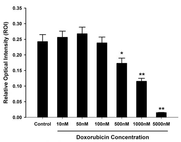 Doxorubicin 농도에 따른 심근줄기세포의 독성 확인