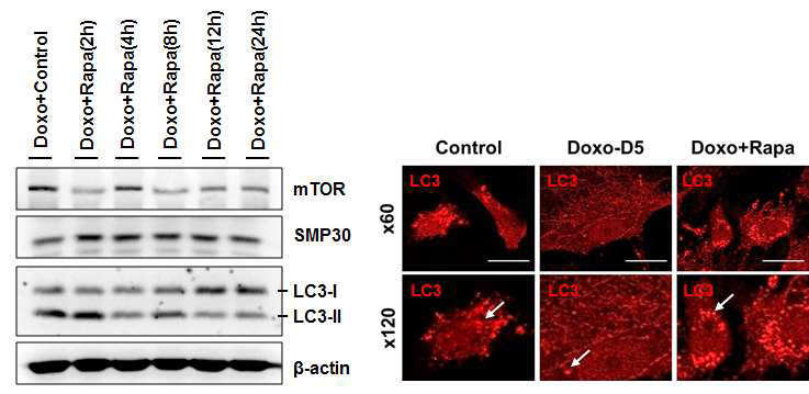 Rapamycin 처리를 통한 심장전구세포의 autophagy 활성화 확인