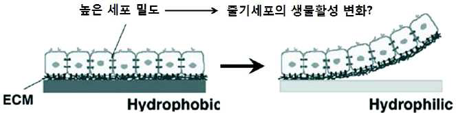 지지체가 없는 세포시트 제작을 위한 thermo-responsible polymer를 이용한 세포 시트 제작 모식도