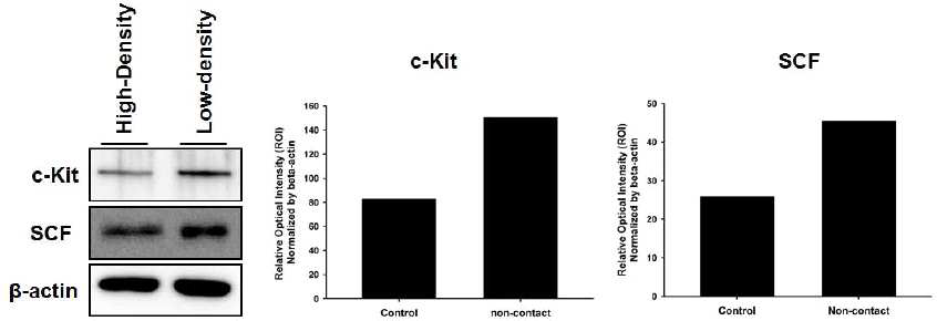 Cell-Cell interaction에 의한 심근줄기세포의 c-kit 발현 및 SCF의 발현 비교 분석