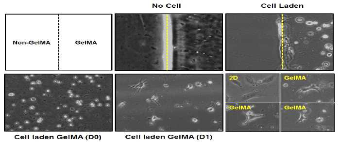 줄기세포시트제작을 위한 최적의 GelMa hydrogel 조성 확립