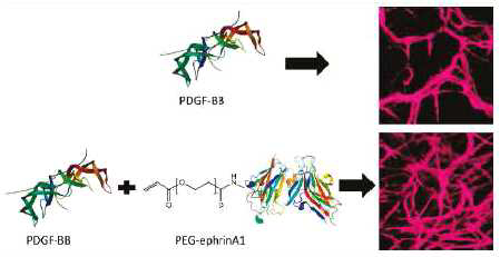 PEG- Ephrin A1 하이드로젤 개발 및 혈관세포에 대한 영향 연구