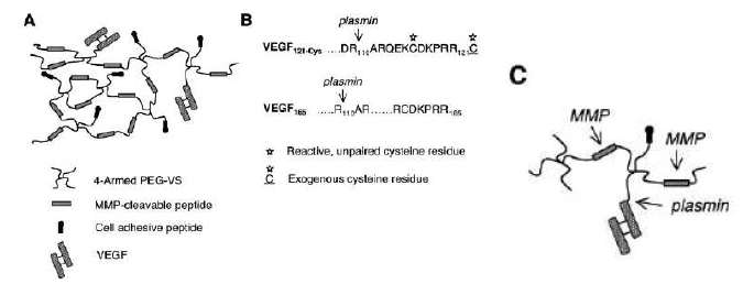 MMP sensitive 하이드로젤에 VEGF의 covalent integration을 통한 biointeractive 하이드로젤