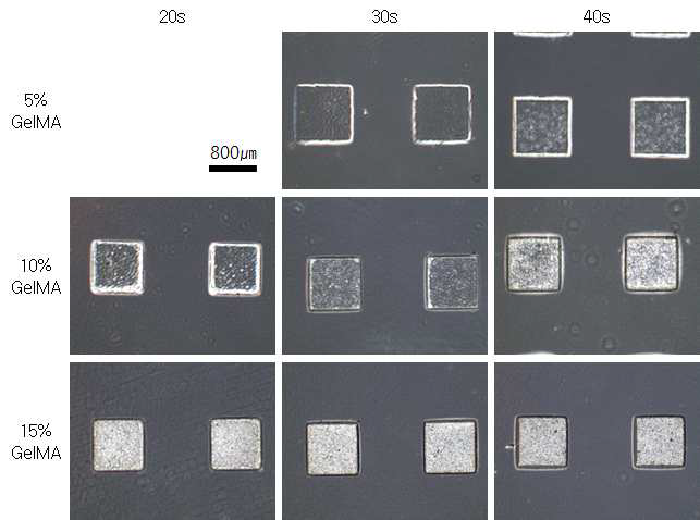 Fish GelMA Hydrogel 이용한 시간/농도별 마이크로패턴 형성.