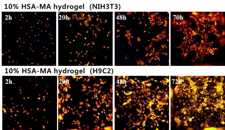 HSA-MA Hydrogel 생체재료를 이용한 세포 2차원 배양 및 세포 증식 분석
