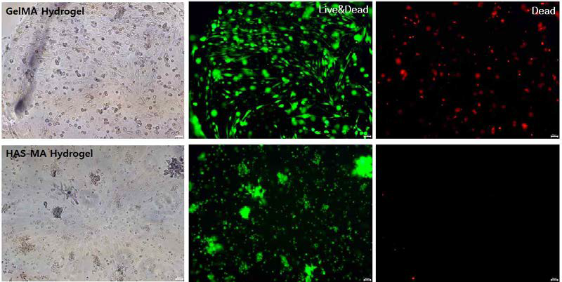 HSA-MA Hydrogel 생체재료를 이용한 세포 3차원 배양 cytotoxicity test.