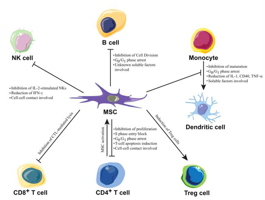 중간엽줄기세포의 면역조절 효과