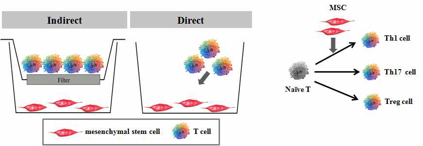 중간엽줄기세포와 T 세포의 공동배양 실험구성도.