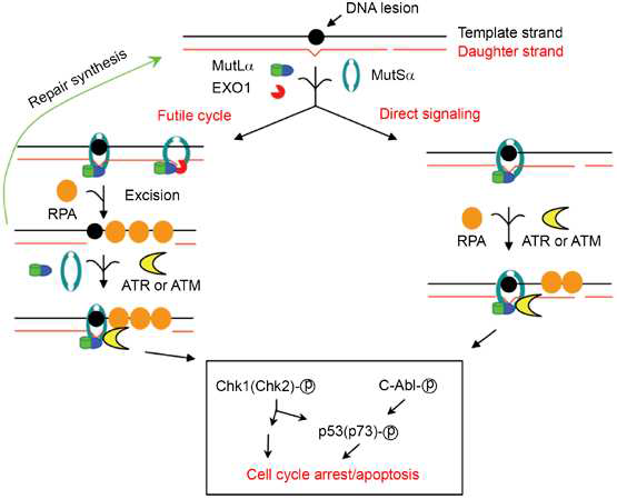 DNA mismatch repair(MMR) pathway