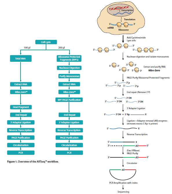 Ribosome profiling sequencing flowchart.
