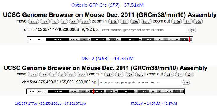 Osterix와 Mst-2 염색체상의 유전자위치
