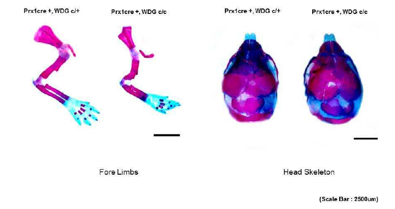 WDG 유전자 녹아웃 생쥐의 다리 및 두개골 (배발생18.5)