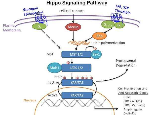 Hippo Signaling pathway