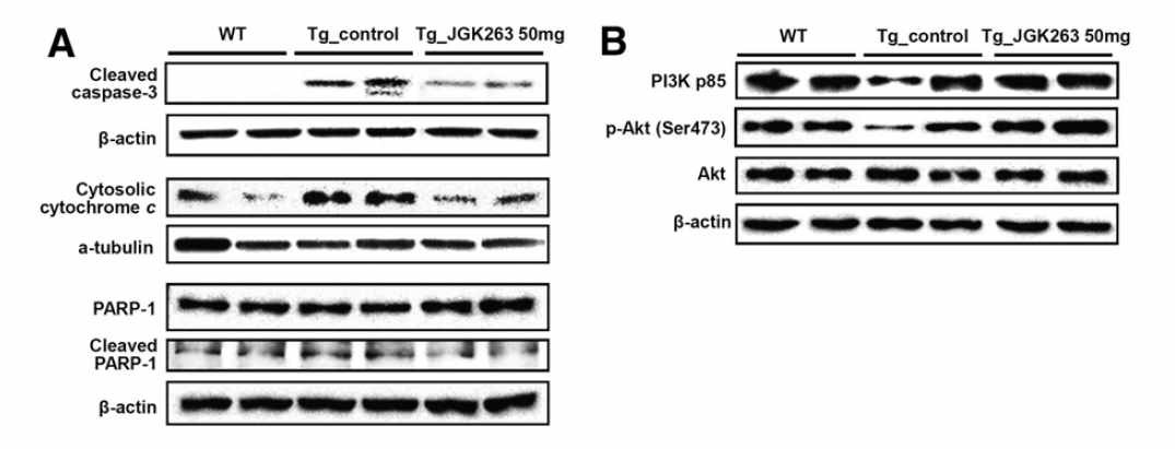 JGK-263을 주입한 ALS 가진 G93A transgenic mice의 spinal cord에서 세포사멸 관련 신호인자들의 Western blot 분석.