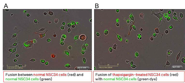 Thapsigargin 처리된 NSC34 세포(세포 트랙커 CM-DiI으로 표지)와 정상 NSC34 세포(녹색 형광염료로 표지)의 cell fusion 실시 후 24시간 라이브 이미지 분석.