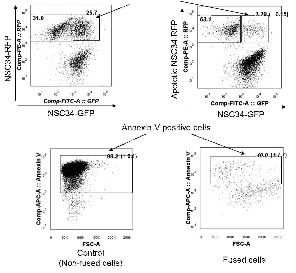 사멸중인 NSC34 세포의 cell fusion에 의한 세포사멸 억제 및 회복효과.