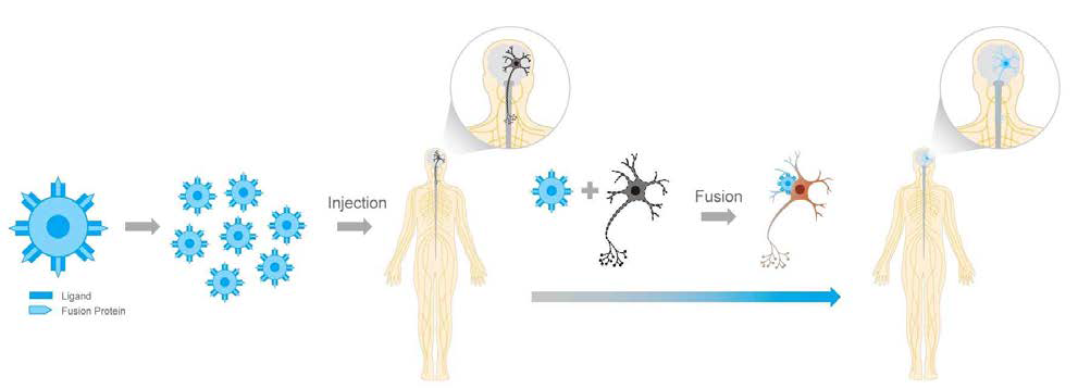 Cell Fusion 을 이용한 세포사멸의 억제