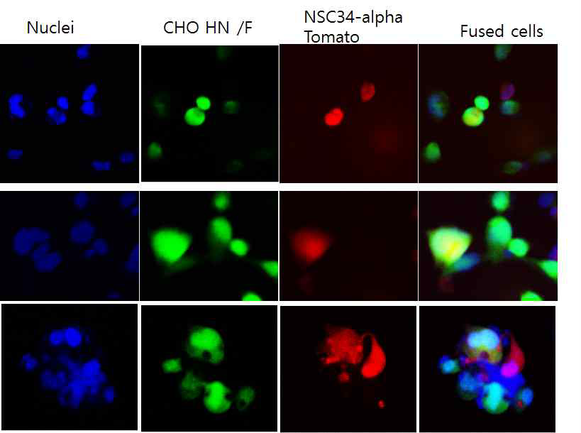 Fusogenic cells과 융합된 NSC34 cells의 fluorescent imaging 분석.