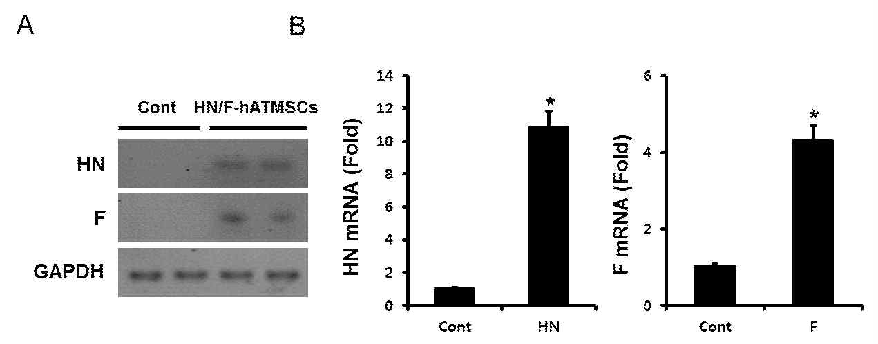 HN/F-hATMSCs에서 HN 및 F mRNA 발현을 분석.