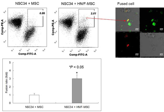 HN/F-hATMSCs에서 NSC34 운동신경세포주와의 세포융합능력 분석.