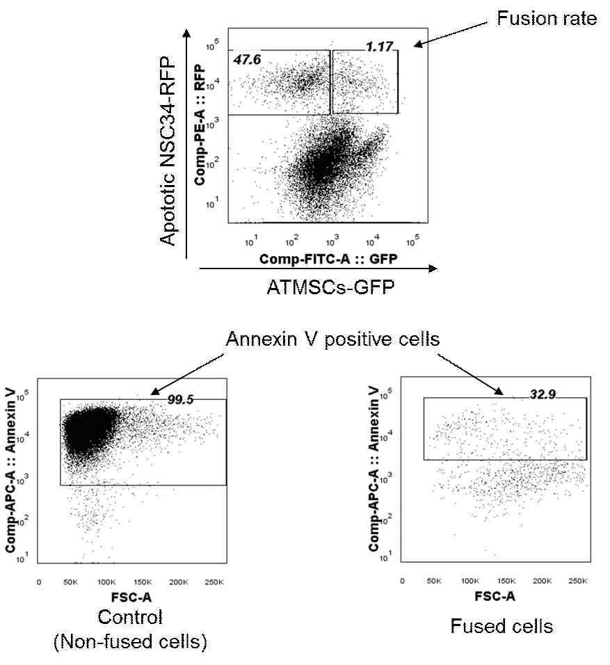지방유래 중간엽줄기세포와의 cell fusion에 의해 사멸중인 NSC34 세포의 세포사멸억제 및 회복효과.