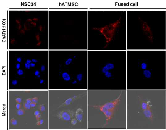 지방유래 중간엽줄기세포와 사멸중인 운동신경세포의 융합 후 배양 4일째 융합세포의 ChAT에 대한 면역 형광염색.