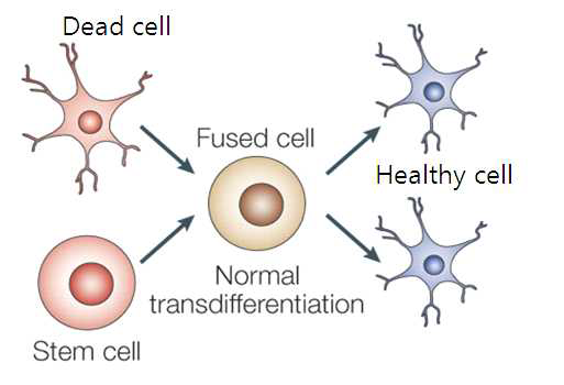 줄기세포와 사멸과정의 신경세포와의 cell fusion 을 통해 형성된 fused cell(융합 세포)의 특성변화 및 세포사멸 보호 효과