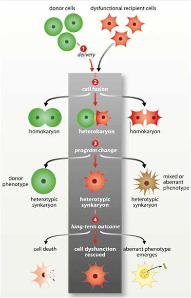 Cell fusion에 의해 손상된 세포의 회복 메커니즘