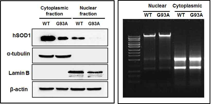 WT 및 G93A를 안정 발현하는 NSC-34 세포의 단백질 및 RNA에서 세포질과 핵분리