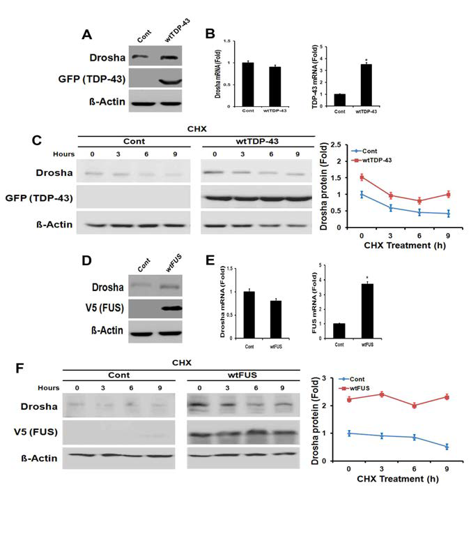 Neuro2A 신경세포에서 TDP-43과 FUS의 발현증가는 Drosha protein의 안정성을 증가시킴.