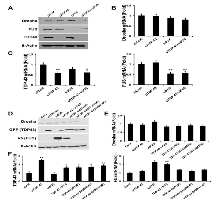 wtTDP-43과 FUS의 발현 감소는 Drosha 단백질의 stability를 감소시키며, TDP-43 (S409/410E)의 mutation은 Drosha 단백질의 stability를 감소시킴.