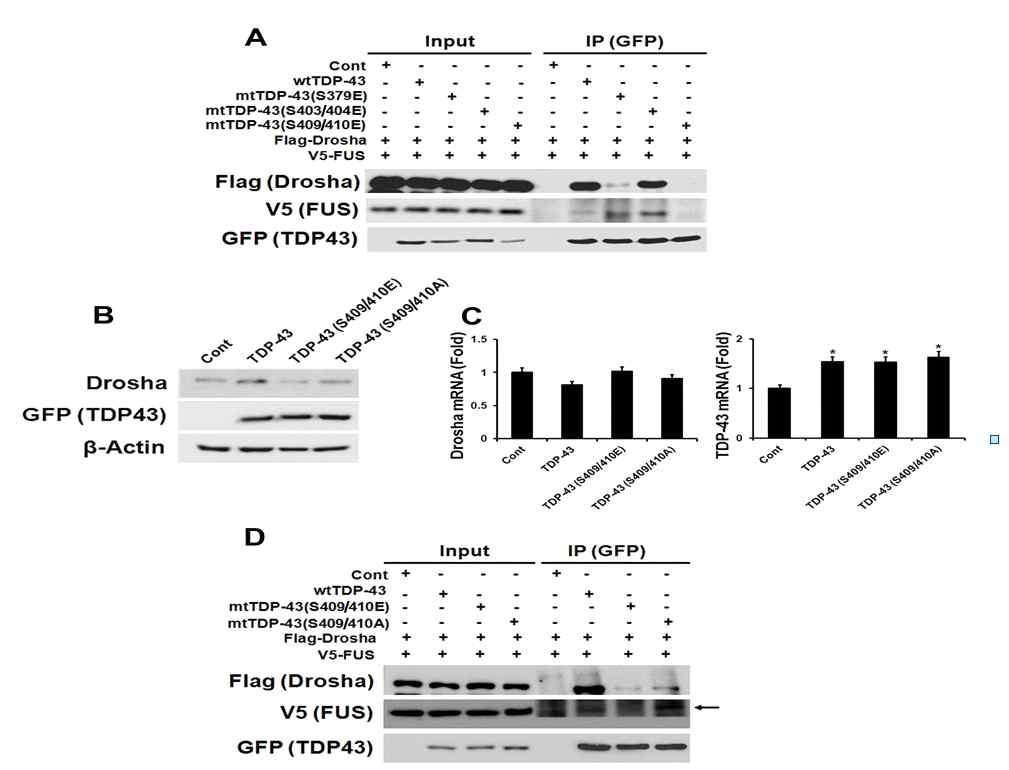 TDP-43 (S409/410E) mutant는 Drosha와 FUS의 상호작용을 방해함.