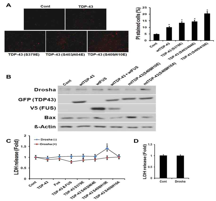 TDP-43 (S409/410E) mutant는 Drosha protein stability의 감소를 유도하며 이로인해 Neuro2A 신경세포에서 cytotoxicity를 일으킴