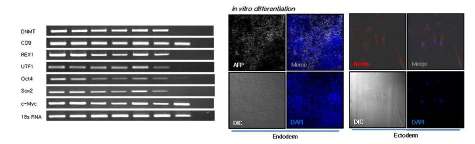ALS 환자유래 iPSCs로부터 배아줄기세포 특이 유전자 발현분석과 내배엽 및 외배엽세포로의 분화능 확인.