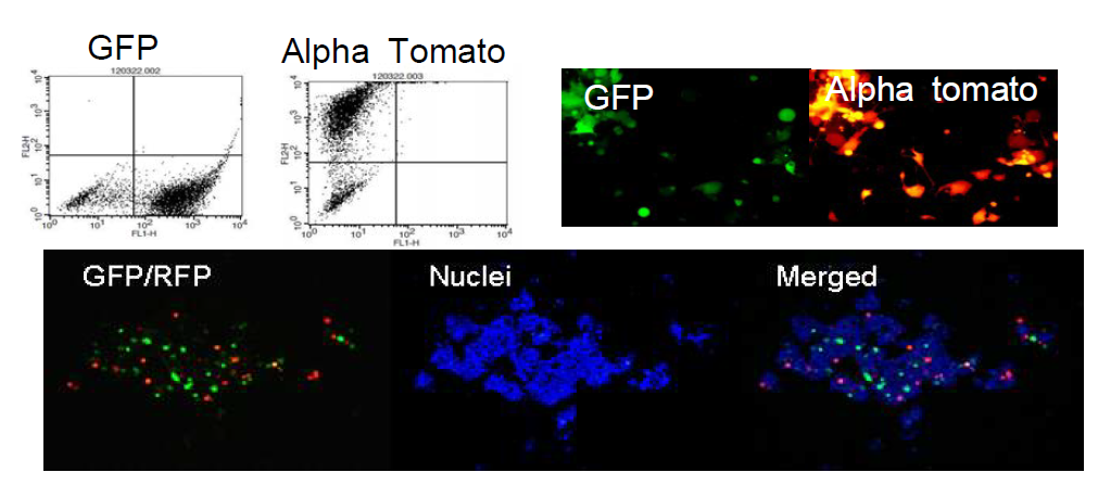 Flow cytometry를 이용하여 GFP와 Alpha tomato 형광 발현하는 세포분석(왼쪽 위 그림), GFP와 Alpha tomato 형광 발현하는 세포의 fluorescent imaging 분석(오른쪽 위 및 아래 그림).