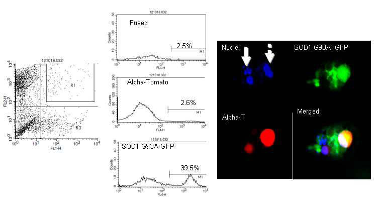 Flow cytometry 분석과 confocal microscopy 분석을 통해 손상된 SOD1 G93A-GFP 발현 NSC34 세포와 정상세포와의 cell fusion에 의한 세포사멸 억제 효과 확인.