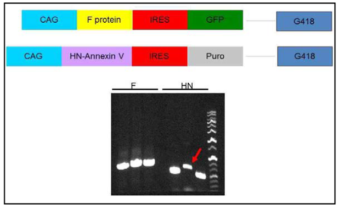HN과 F protein이 발현하는 발현벡터 construct 제작(위)과 PCR을 통해 HN과 F 유전자 확인(아래).