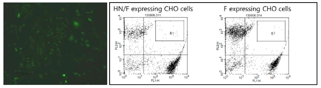 F protein을 발현하는 CHO 세포주의 형광이미지(왼쪽)와 HN/F protein을 발현하는 CHO 세포주의 flow cytometry 분석.