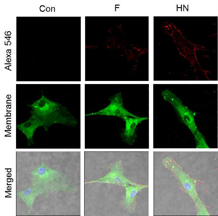 HN/F-hATMSCs에서 HN 및 F 단백질 발현의 이미징 분석