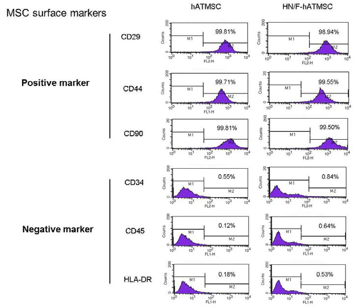 HN/F-hATMSCs의 면역표현형(immunophenotyping)을 분석.