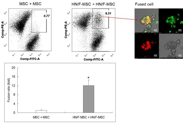 HN/F-hATMSCs의 세포융합능력 분석.