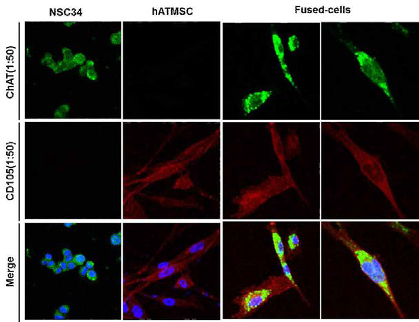 HN/F-hATMSCs와 NSC34 운동신경세포주가 융합된 세포에서 ChAT 및 CD105 발현 분석.