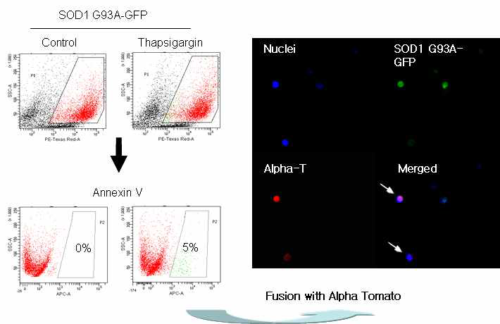 Annexin V positive cells의 flow cytometry 분석 및 fused cells의 fluorescent imaging 분석.