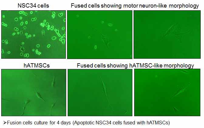 지방유래 중간엽줄기세포와 사멸중인 운동신경세포의 융합후 배양 4일째의 융합세포의 현미경학적 분석.